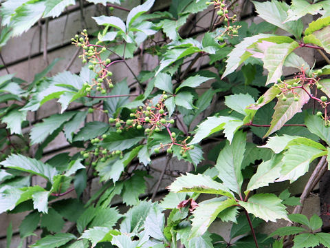 Parthenocissus quinquefolia