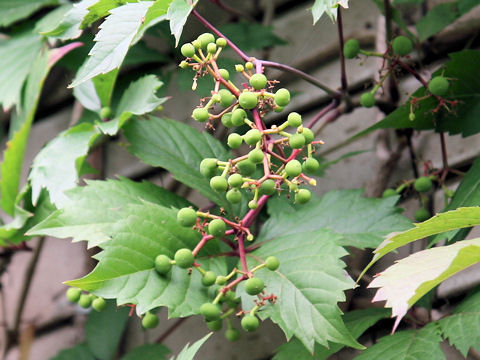 Parthenocissus quinquefolia