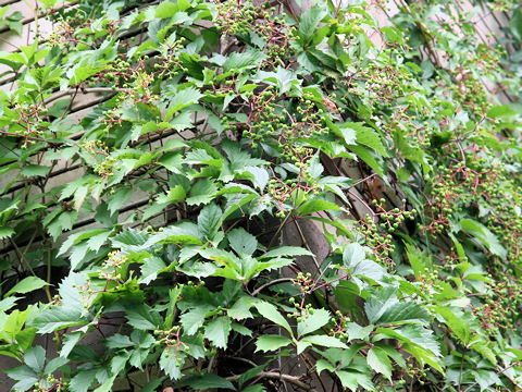 Parthenocissus quinquefolia