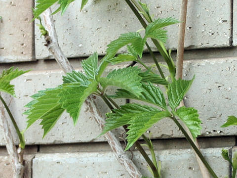 Parthenocissus quinquefolia