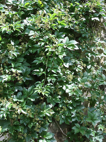 Parthenocissus quinquefolia