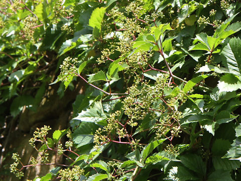 Parthenocissus quinquefolia