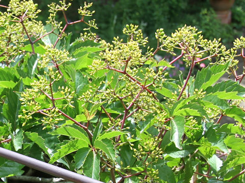 Parthenocissus quinquefolia