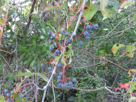 Parthenocissus quinquefolia