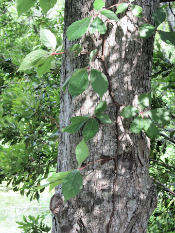 Parthenocissus quinquefolia