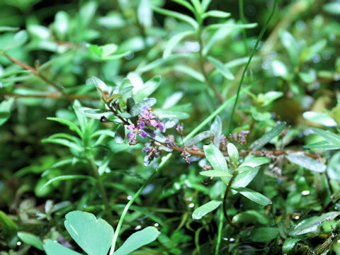 Ammannia latifolia