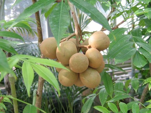 Spondias pinnata