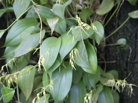 Anathallis linearifolia