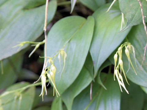 Anathallis linearifolia