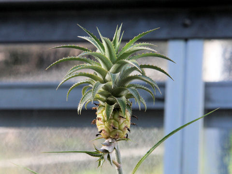 Ananas nanus