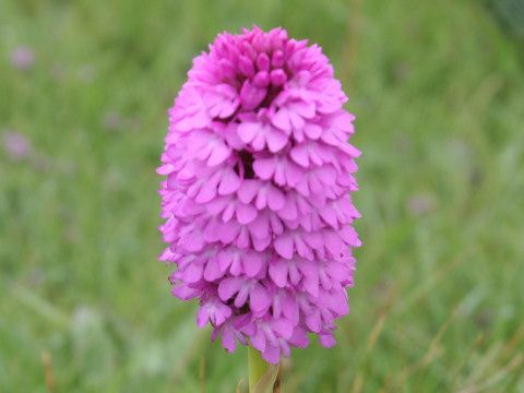 Anacamptis pyramidalis