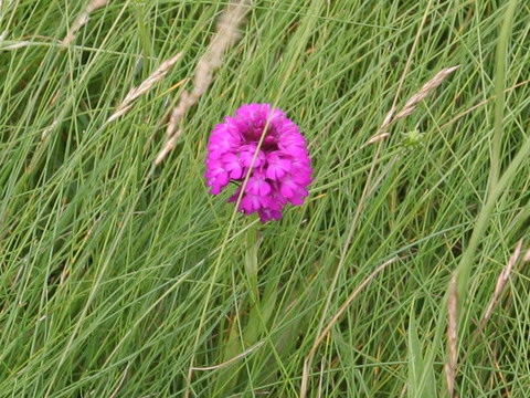 Anacamptis pyramidalis