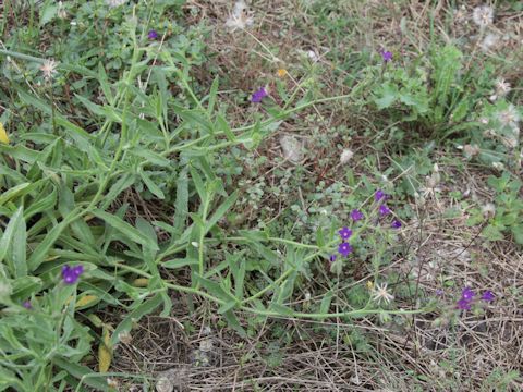 Anchusa azurea