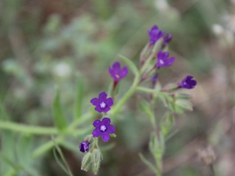 Anchusa azurea