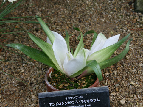 Androcymbium capense ssp. ciliolatum