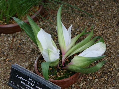Androcymbium capense ssp. ciliolatum
