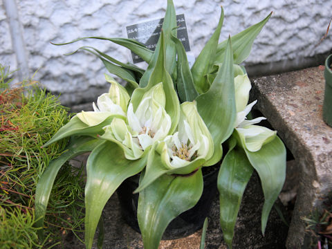 Androcymbium capense ssp. ciliolatum