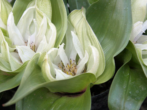 Androcymbium capense ssp. ciliolatum