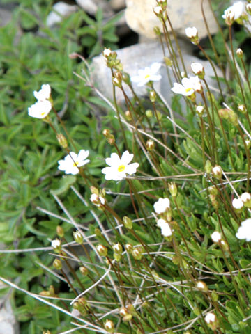 Androsace lactea