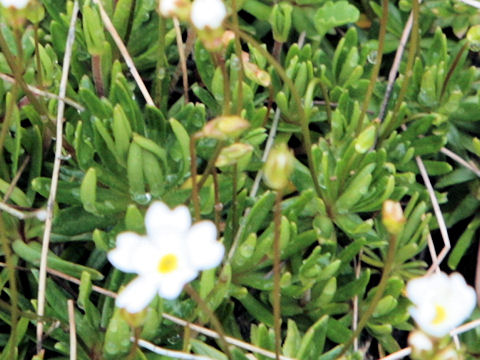 Androsace lactea