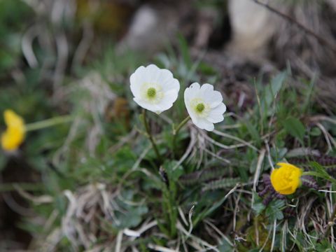 Anemone baldensis