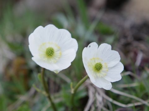 Anemone baldensis