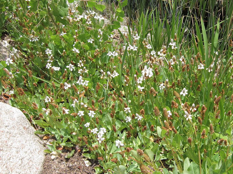 Anemopsis californica