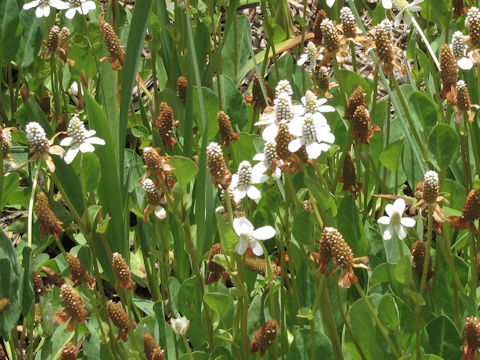 Anemopsis californica