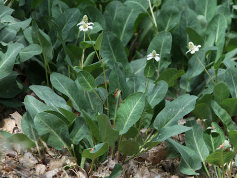 Anemopsis californica