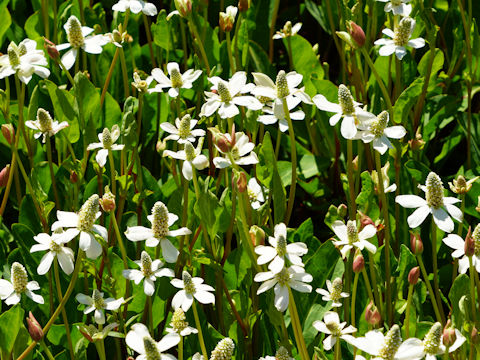 Anemopsis californica