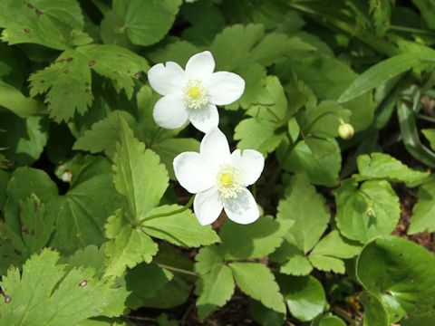 Anemone deltoidea