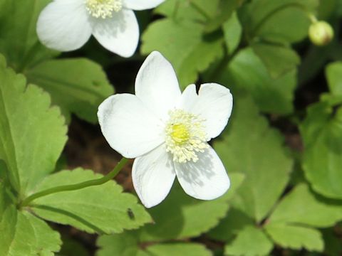 Anemone deltoidea