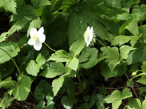 Anemone deltoidea