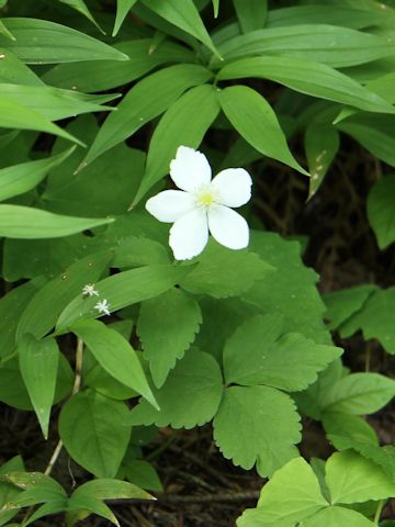 Anemone deltoidea