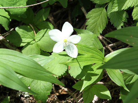 Anemone deltoidea