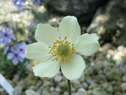 Anemone magellanica