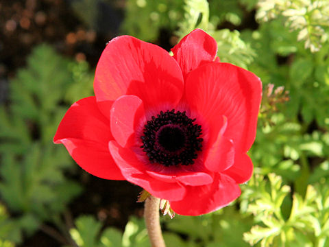 Anemone coronaria