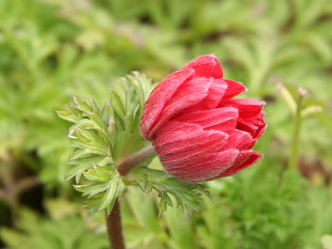 Anemone coronaria