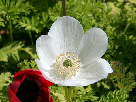 Anemone coronaria