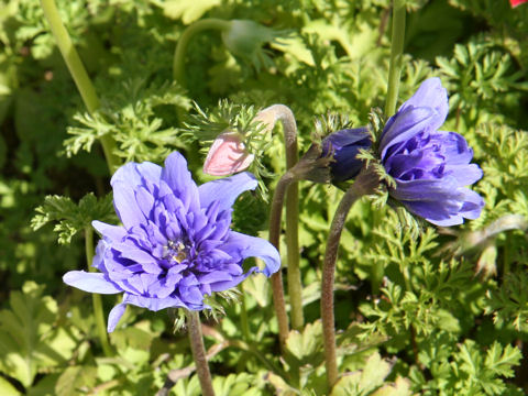 Anemone coronaria