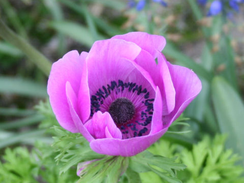 Anemone coronaria