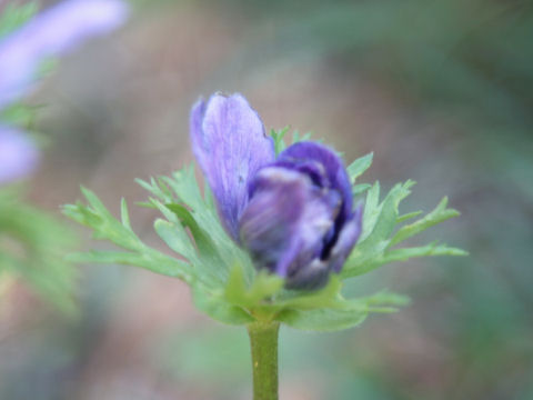 Anemone coronaria