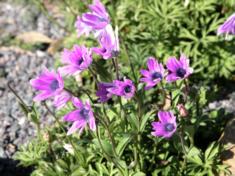 Anemone coronaria