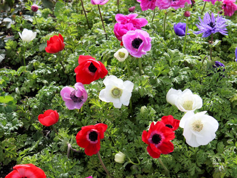 Anemone coronaria