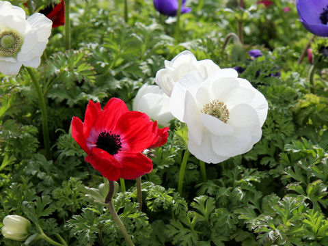 Anemone coronaria