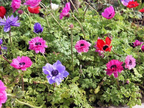 Anemone coronaria