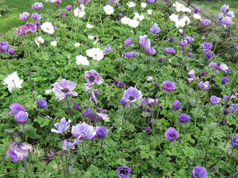 Anemone coronaria