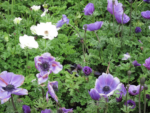 Anemone coronaria