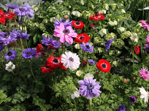 Anemone coronaria