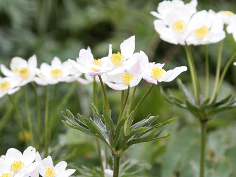 Anemone narcissiflora